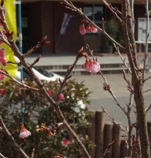 雪割り桜開花