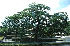 矢野の大ムクの木の写真