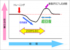 横軸が時間、縦軸が筋肉の量を表し、筋肉の量の変化を示す図です。