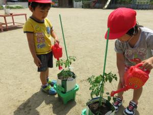 夏野菜苗植えの画像3