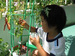 野菜収穫の画像3