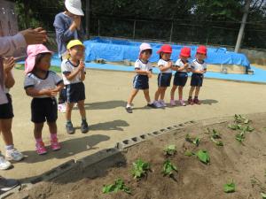 芋が大きくなるようにお願いしている写真