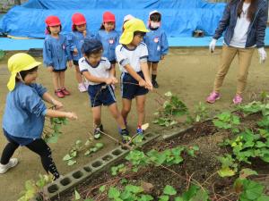 芋のつるを5歳児が引っ張っている写真