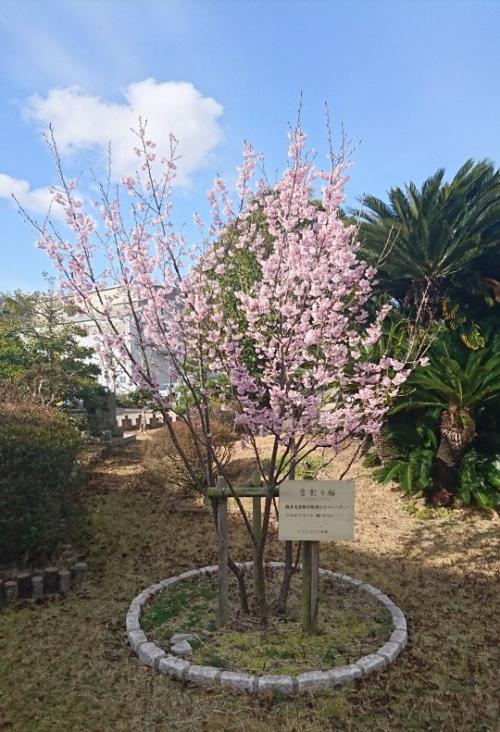 雪割り桜