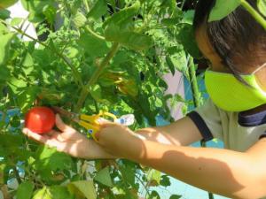 トマトを収穫している写真