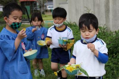 3歳児がたんぽぽの綿毛を吹いている写真