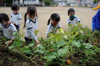 2人で協力して芋つるを引っ張っているところ