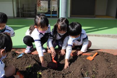 3人で力を合わせて大きな芋を掘り起こしている写真