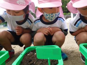 3歳児が植木鉢にお花を植えているところ