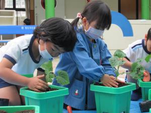 4歳児がきゅうりを植えているところ