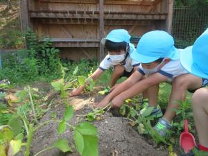 園児がジャガイモを収穫している様子の写真1