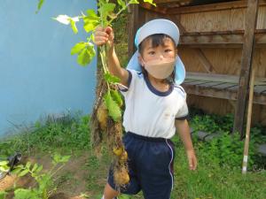 園児がジャガイモを収穫している様子の写真3
