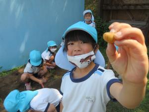 園児がジャガイモを収穫している様子の写真4