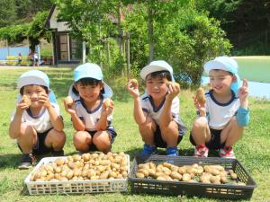 園児がジャガイモを収穫している様子の写真5