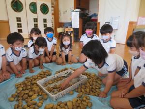 園児がジャガイモを収穫している様子の写真6