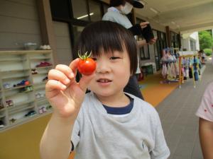 園児がミニトマトを収穫している様子の写真3