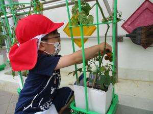 園児がミニトマトを収穫している様子の写真2