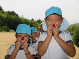 園児がミニトマトを収穫している様子の写真5