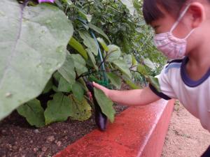 野菜を収穫している様子