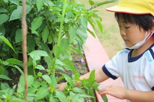 野菜を収穫している様子