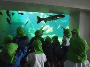 水族館で大きな魚を見ているところ