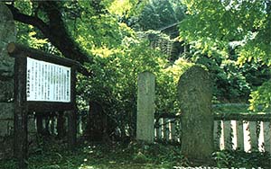 磐座（いわくら）神社のコヤスノキ叢林の写真