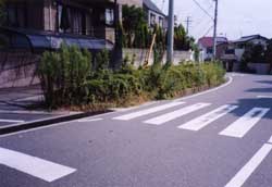 街路樹剪定前の写真