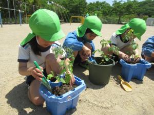 夏野菜を植える写真