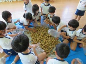 収穫したじゃがいもを人数分袋に入れているところ