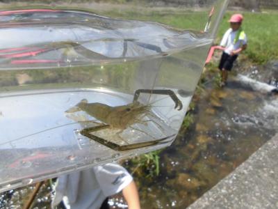 川の生き物調査１