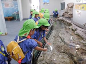 水族館のタッチプールで遊んでいるところ