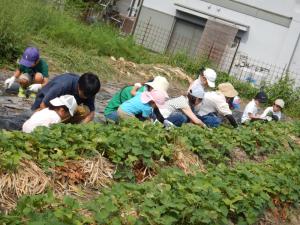 草抜きをしているところ