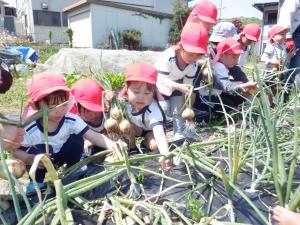 4歳児がたまねぎを収穫しているところ