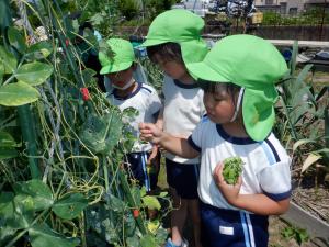 5歳児がスナップエンドウを収穫しているところ