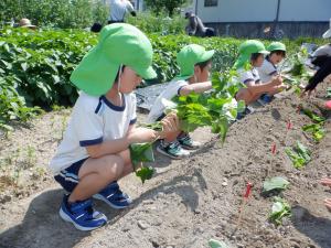 5歳児がさつまいもの苗を植えているところ