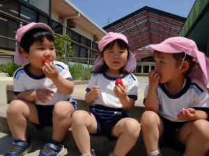 子ども3人が苺を食べている写真