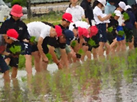 田植え体験