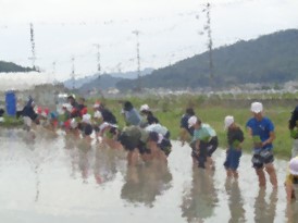 田植え体験