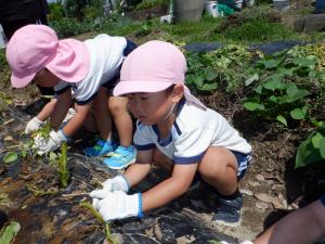3歳児がじゃがいもの茎をひっぱっているところ
