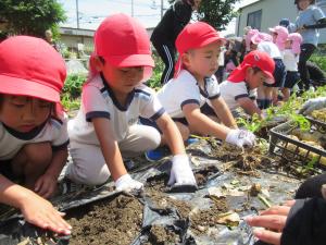 4歳児がじゃがいもをほっているところ