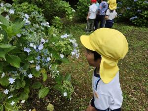あじさいの花の匂いをかいでいる写真