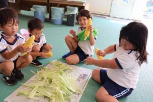 トウモロコシの皮むきをしている写真
