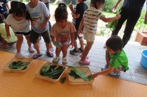 さまざまな大きさの葉っぱを見て、実験に使う葉を選んでいるところ