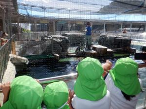 5歳児がペンギンのえさやりをみているところ