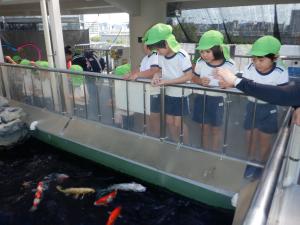 5歳児が鯉にえさをあげているところ
