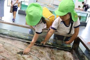 5歳児がタッチプールでヒトデを触っているところ