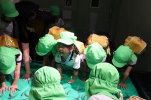 5歳児がタッチプールで魚と触れ合っている写真