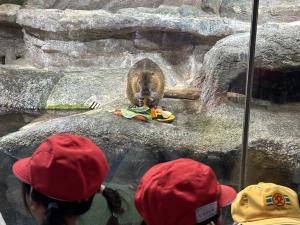 ヌートリアがえさを食べているところ