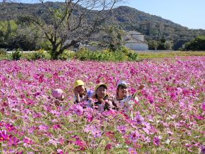 コスモス畑の写真