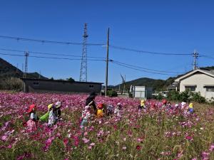 コスモス畑の写真
